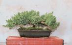 Jeneverbes bonsai (Juniperus) - Hoogte (boom): 17 cm -