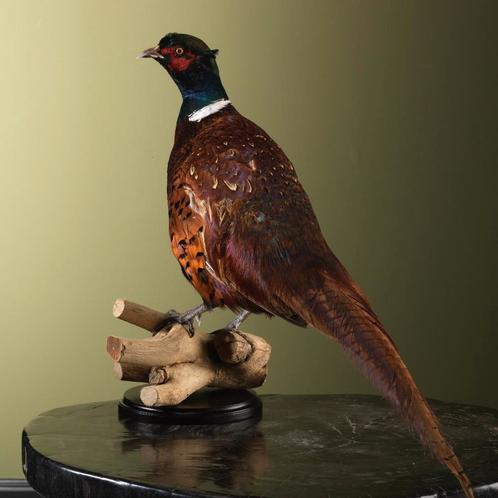 Fazant Taxidermie Opgezette Dieren By Max, Verzamelen, Dierenverzamelingen, Opgezet dier, Nieuw, Vogel, Ophalen of Verzenden