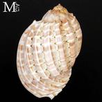 Top-Grade Harpa major – Uitzonderlijk Madagaskar