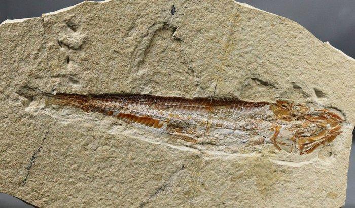 Een mooie vis op steen - Goede contrast - Goed gedetailleerd, Verzamelen, Mineralen en Fossielen