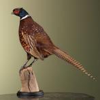 Fazant Taxidermie Opgezette Dieren By Max, Ophalen of Verzenden, Nieuw, Vogel, Opgezet dier