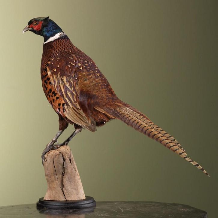 Fazant Taxidermie Opgezette Dieren By Max, Verzamelen, Dierenverzamelingen, Opgezet dier, Nieuw, Vogel, Ophalen of Verzenden