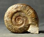 Een grote - Dikke ammoniet met behoud van schelp - Op