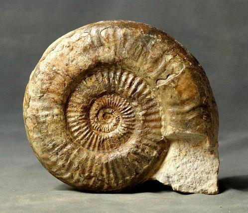 Een grote - Dikke ammoniet met behoud van schelp - Op, Verzamelen, Mineralen en Fossielen