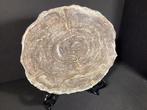 Gefossiliseerd hout - Wonderful Fossil Wood Plate, Eocene,