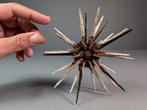 Oursin Support de corps entier pour taxidermie -, Nieuw