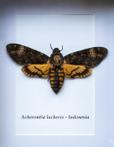 Vlinder - acherontia atropos - 4×17×22 cm