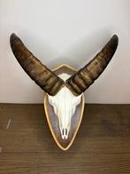 Mouflon Schedel van een zoogdier - Ovis gmelini - 50 cm - 40