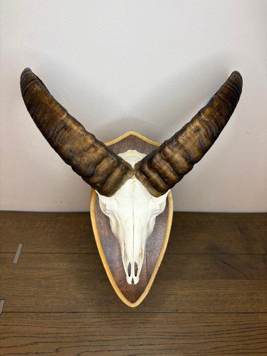 Mouflon Schedel van een zoogdier - Ovis gmelini - 50 cm - 40, Antiek en Kunst, Curiosa en Brocante