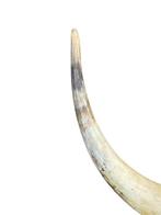 Spaanse stier Gewei - Bos Taurus - 35 cm - 53 cm - 7.5 cm -