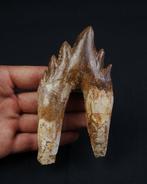 Basilosaurus (oerwalvis) - Fossiele kies - Molar de