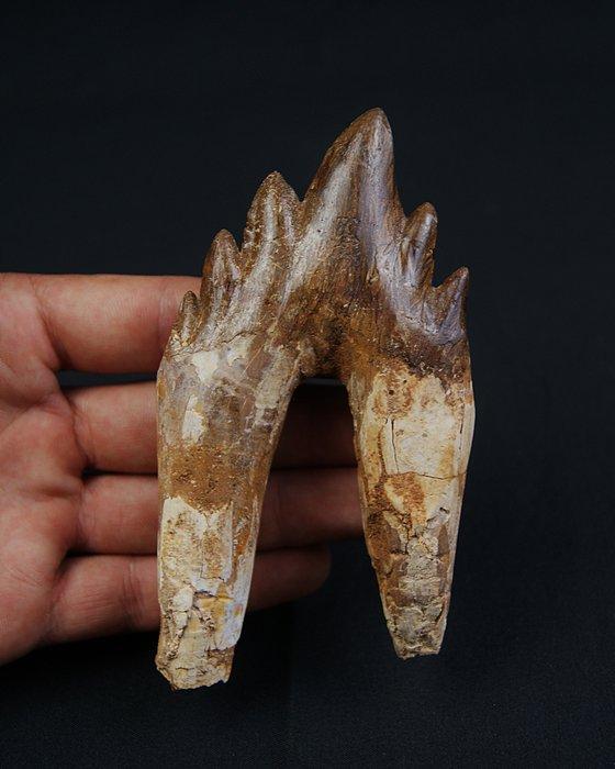 Basilosaurus (oerwalvis) - Fossiele kies - Molar de, Verzamelen, Mineralen en Fossielen