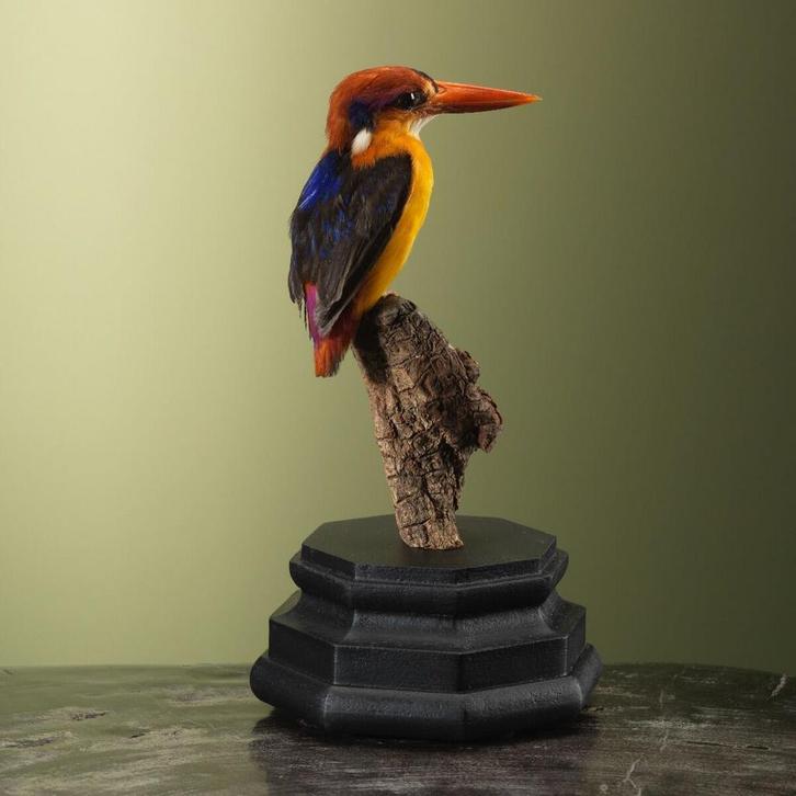 Zwartrugdwergijsvogel Taxidermie Opgezette Dieren By Max, Verzamelen, Dierenverzamelingen, Opgezet dier, Nieuw, Vogel, Ophalen of Verzenden