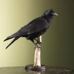 Kraai Taxidermie Opgezette Dieren By Max, Ophalen of Verzenden, Nieuw, Vogel, Opgezet dier
