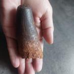 Dinosaurus - Fossiele tand - Spinosaurus aegyptiacus - 95 mm