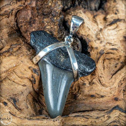 Collier naturel de fossile de dent de requin fabriqué à, Verzamelen, Mineralen en Fossielen
