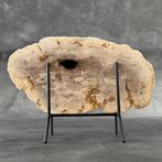 Magnifique tranche de bois pétrifié sur un socle