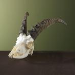 Steenbok Ibex Schedel Taxidermie Opgezette Dieren By Max, Verzamelen, Dierenverzamelingen, Ophalen of Verzenden, Nieuw, Wild dier
