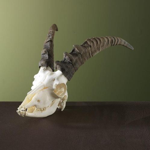 Steenbok Ibex Schedel Taxidermie Opgezette Dieren By Max, Verzamelen, Dierenverzamelingen, Opgezet dier, Nieuw, Wild dier, Ophalen of Verzenden