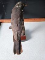 Vintage ring Drossel - jaren 1970 - Taxidermie volledige, Nieuw
