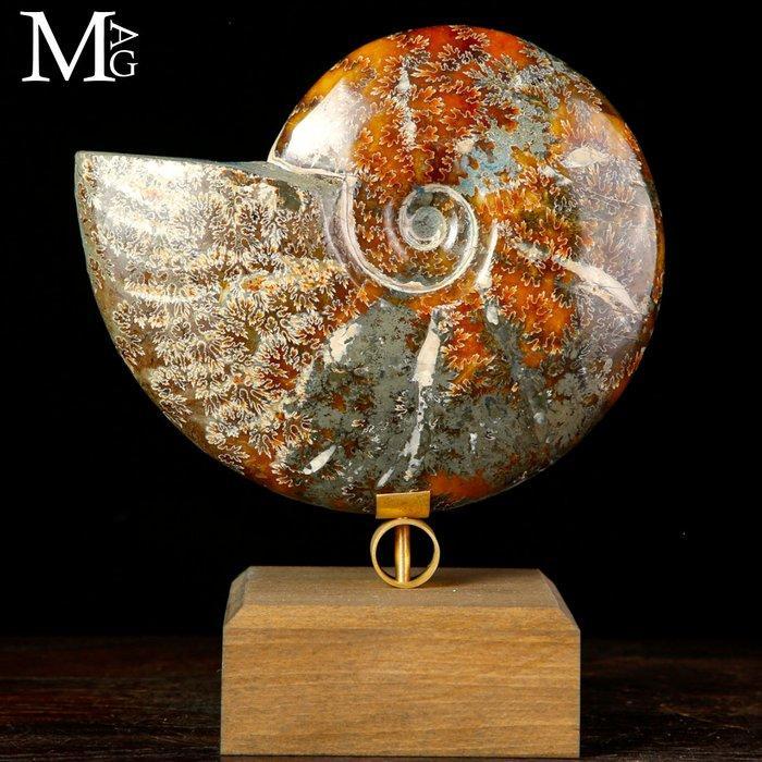 Goede kwaliteit ammoniet Cleoniceras fossiel ammoniet op, Verzamelen, Mineralen en Fossielen