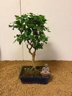 Bonsaï Troène (Ligustrum) - Hauteur (arbre) : 35 cm -