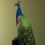 Blauwe Pauw Taxidermie Opgezette Dieren By Max, Ophalen of Verzenden, Nieuw, Vogel, Opgezet dier