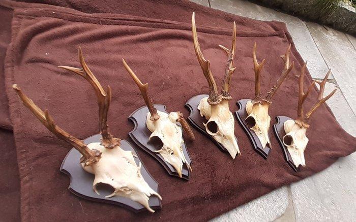 Chevreuil Crâne avec bois de cerf - Capreolus capreolus - 30, Antiquités & Art, Curiosités & Brocante