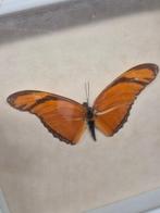 Wanddecoratie - Set van vier vlinderpreparaten - achter glas, Verzamelen, Nieuw