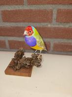 Gould amadine Taxidermie volledige montage - Chloebia, Nieuw