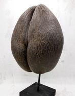 Coco de mer ou Coco fesse Support de corps entier pour, Nieuw