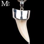 Requin Ensemble de dents - Isurus oxyrinchus - 47 mm - 19 mm