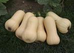 Quantum F1 Butternut pompoen, Nieuw