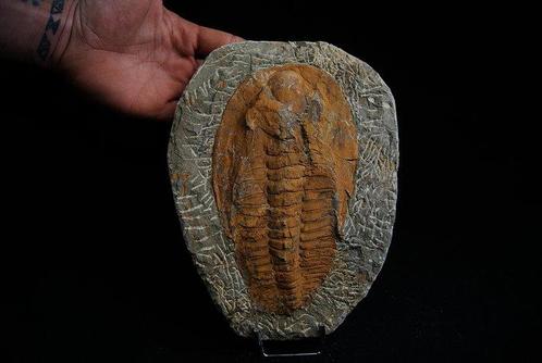 Plaque de mortalité énorme trilobite - Animal fossilisé -, Verzamelen, Mineralen en Fossielen