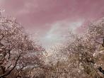 VHT Interiors Art - Spring is in the air III (mounted in a
