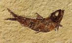 Uitstekende fossiele vissen - Gefossiliseerd dier - Knightia