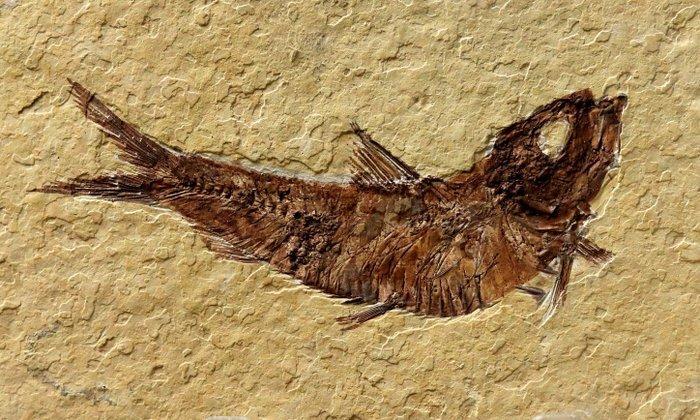 Uitstekende fossiele vissen - Gefossiliseerd dier - Knightia, Verzamelen, Mineralen en Fossielen