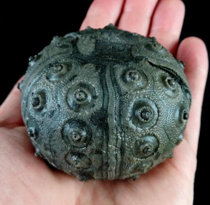 Indrukwekkende zee-egel!!! - Uitzonderlijke grootte, 68, Verzamelen, Mineralen en Fossielen