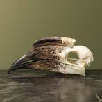 Trompetneushoornvogel V Schedel, Ophalen of Verzenden, Nieuw, Vogel, Opgezet dier