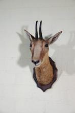 Fine Austrian Chamois head-mount Taxidermie wandmontage -, Nieuw
