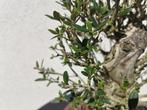 Olijf bonsai (Olea europaea) - Hoogte (boom): 36 cm - Diepte