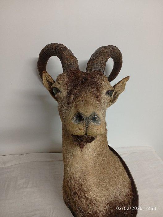 Chèvre sauvage Support de tête pour taxidermie - Capra, Collections, Collections Animaux