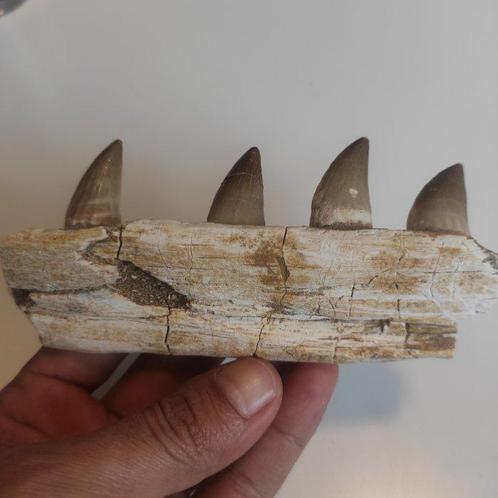 Mosasaurus - Gefossiliseerde kaak - reptil marino - 13.5 cm, Verzamelen, Mineralen en Fossielen