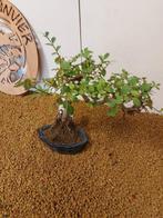Japanese iep bonsai (Zelkova) - Hoogte (boom): 30 cm -