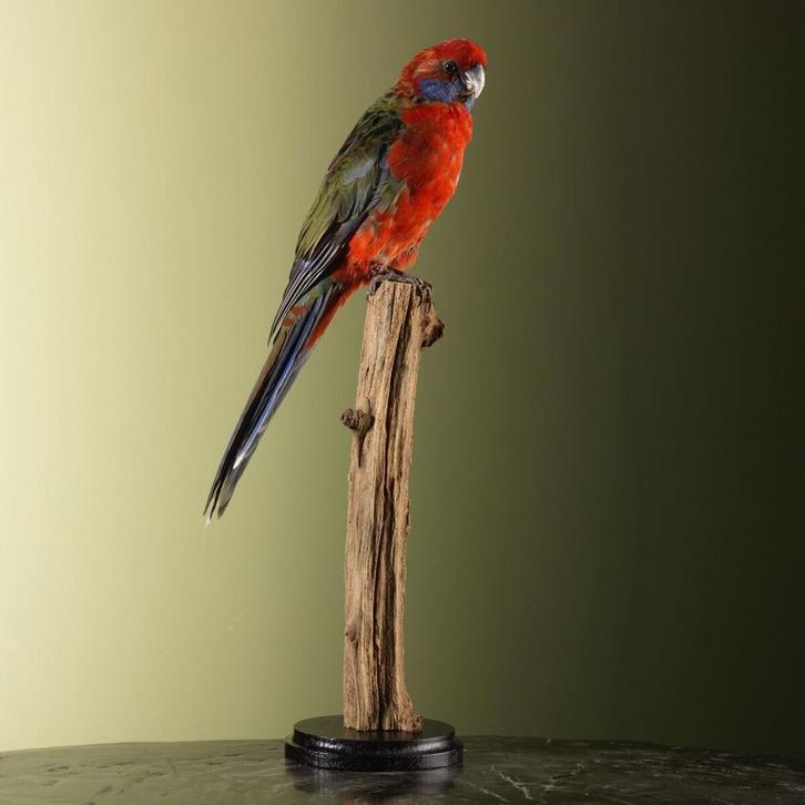 Pennantrosella Parkiet Taxidermie Opgezette Dieren By Max, Collections, Collections Animaux, Enlèvement ou Envoi