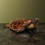 Schildpad Antiek Taxidermie Opgezette Dieren By Max, Verzamelen, Ophalen of Verzenden, Nieuw, Wild dier, Opgezet dier