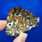 Heel mooie PALLASITE Slice. SERICHO (Kenia, 2016) SLICE.
