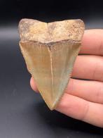 Haai - Fossiele tand - Carcharodon Carcharias - 7.1 cm - 5