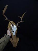 Fallow Buck Trophy Schedel - Dama dama - 30 cm - 67 cm - 45, Nieuw