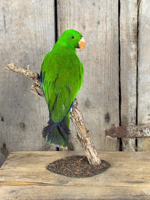 Eclectus parrot Taxidermie volledige montage - eclectus, Collections, Collections Animaux